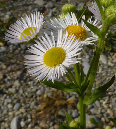 erigeron annuus