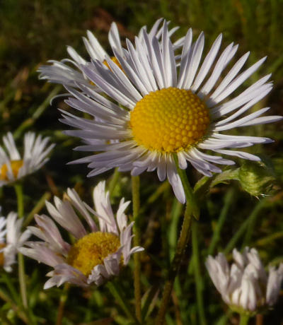 erigeron annuus