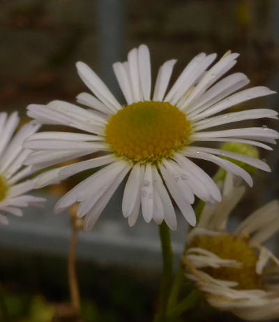 erigeron annuus