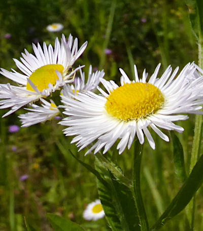 erigeron annuus