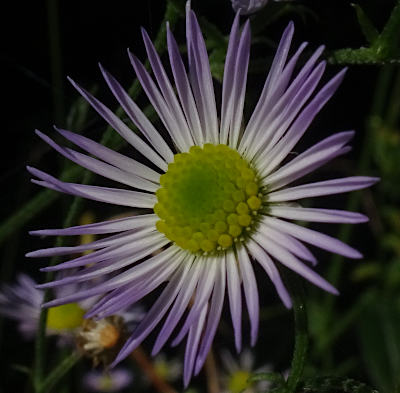 erigeron annuus