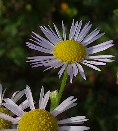 erigeron annuus