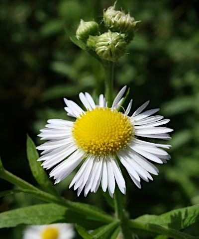 erigeron annuus