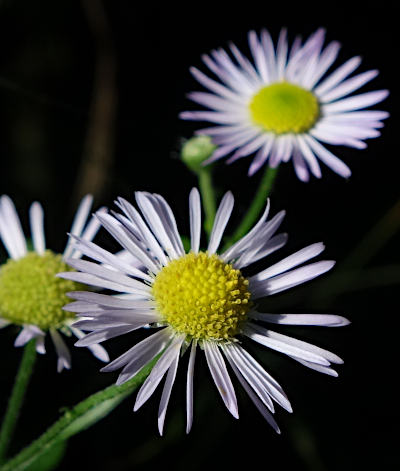 erigeron annuus