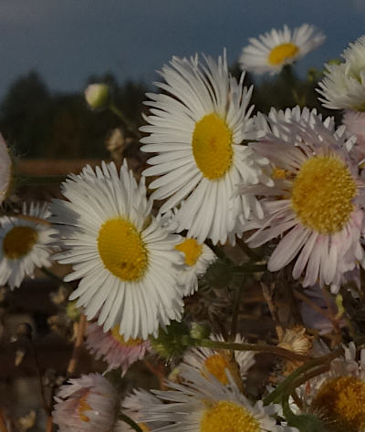 erigeron annuus