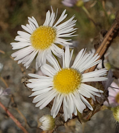 erigeron annuus