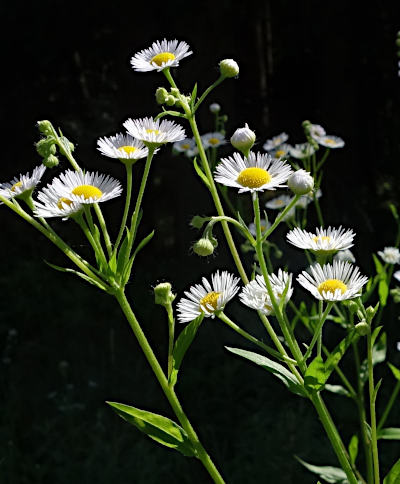 erigeron annuus