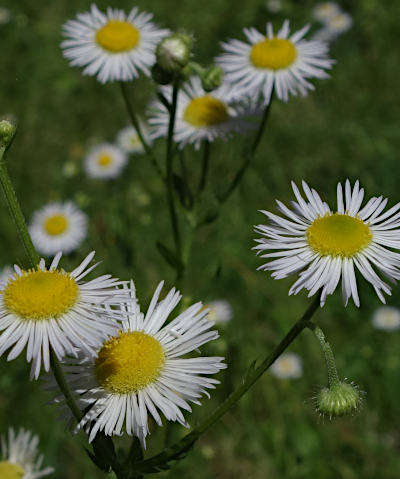 erigeron annuus