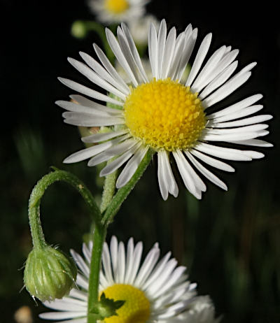 erigeron annuus