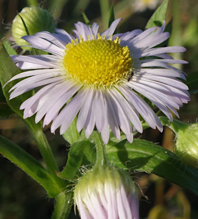 erigeron annuus