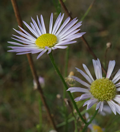 erigeron annuus