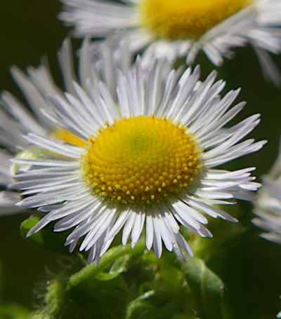 erigeron annuus