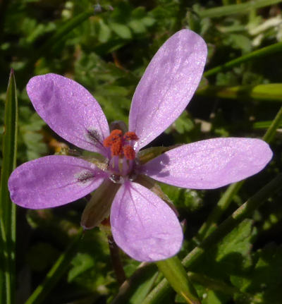 erodium cicutarium