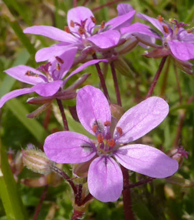 erodium cicutarium