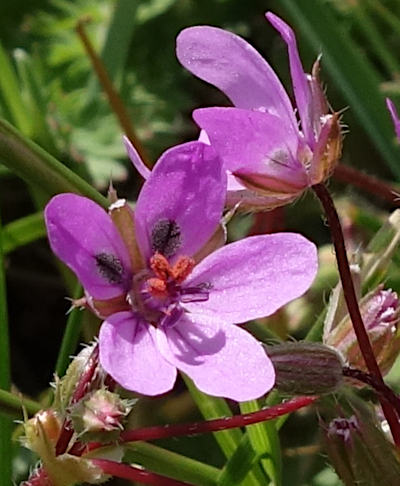 erodium cicutarium