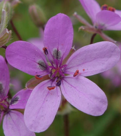 erodium cicutarium