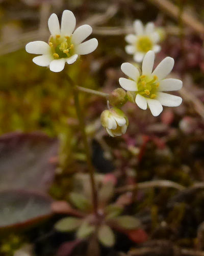 erophila verna