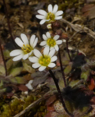 erophila verna