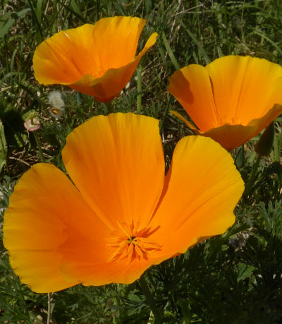 eschscholzia californica