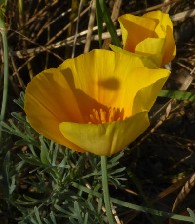 eschscholzia californica