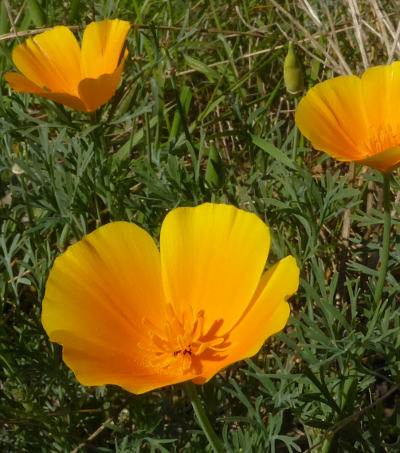 eschscholzia californica