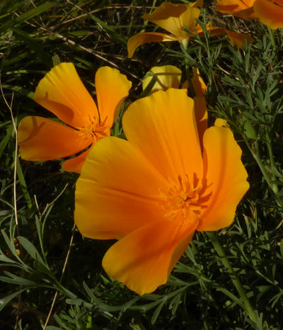 eschscholzia californica