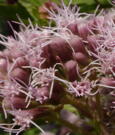 eupatorium cannabinum