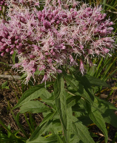 eupatorium cannabinum