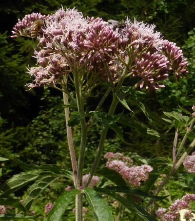 eupatorium cannabinum