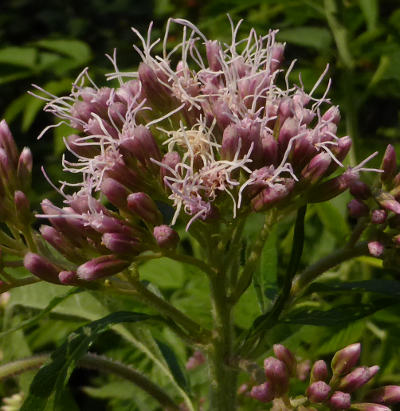 eupatorium cannabinum