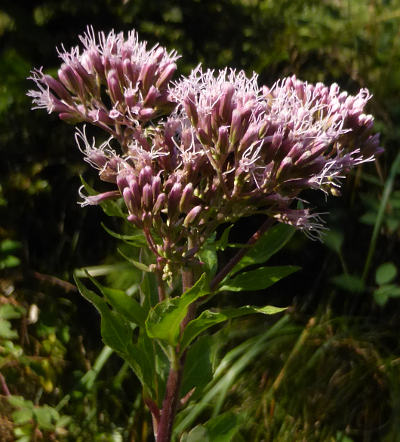 eupatorium cannabinum