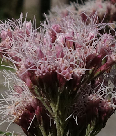 eupatorium cannabinum