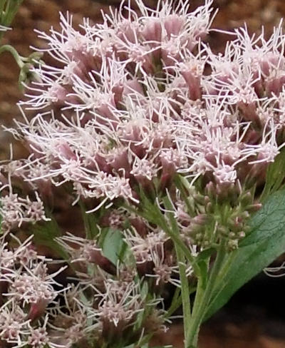 eupatorium cannabinum