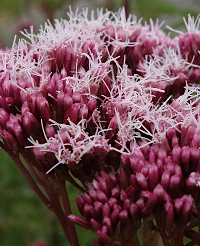 eupatorium cannabinum