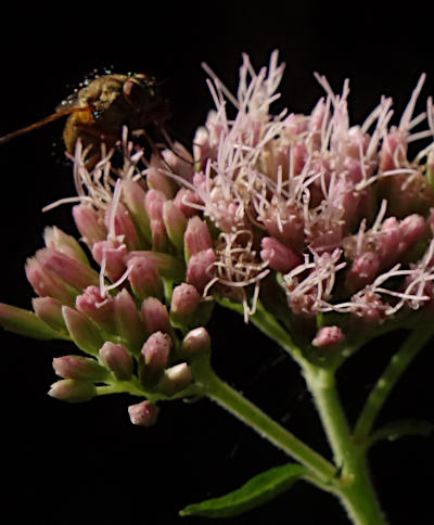 eupatorium cannabinum