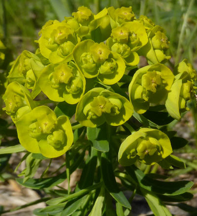 euphorbia cyparissias