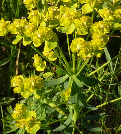 euphorbia cyparissias