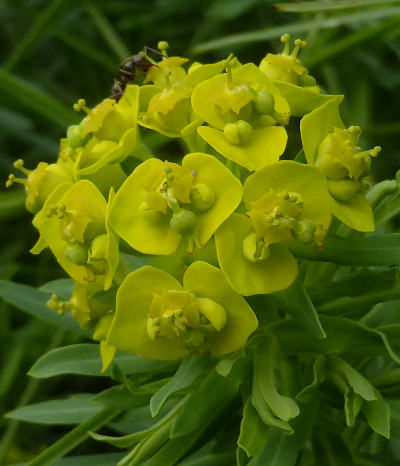 euphorbia cyparissias