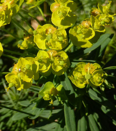 euphorbia cyparissias