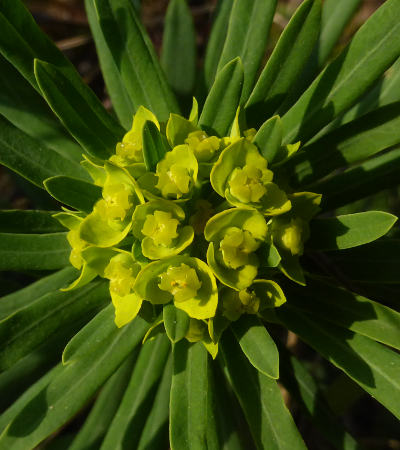 euphorbia cyparissias