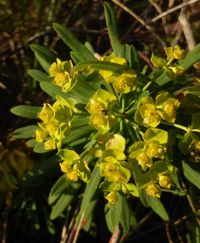 euphorbia cyparissias