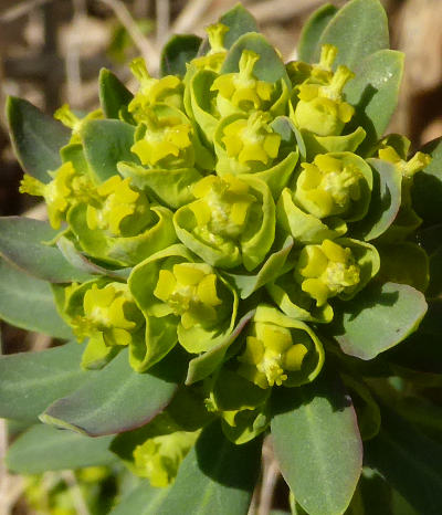 euphorbia cyparissias