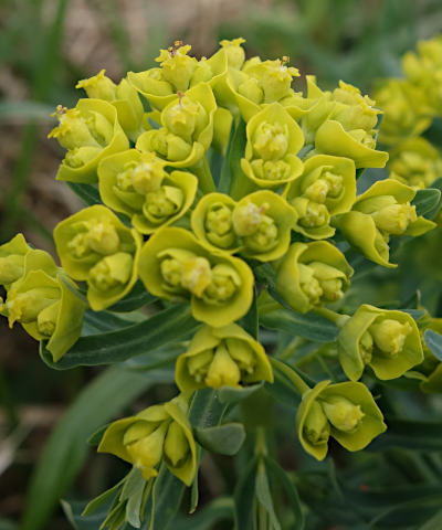 euphorbia cyparissias