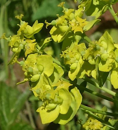 euphorbia cyparissias