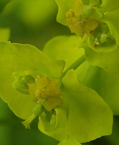 euphorbia cyparissias