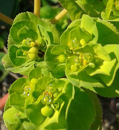 euphorbia helioscopia