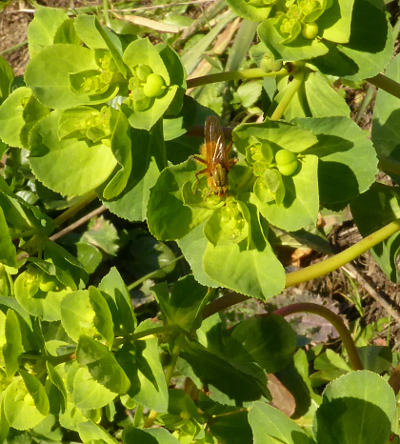 euphorbia helioscopia