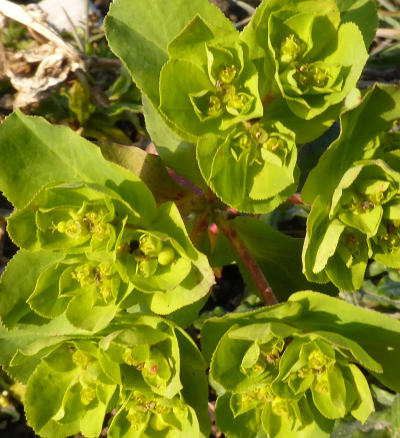 euphorbia helioscopia