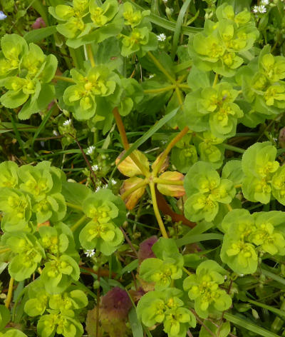 euphorbia helioscopia