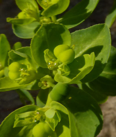 euphorbia helioscopia